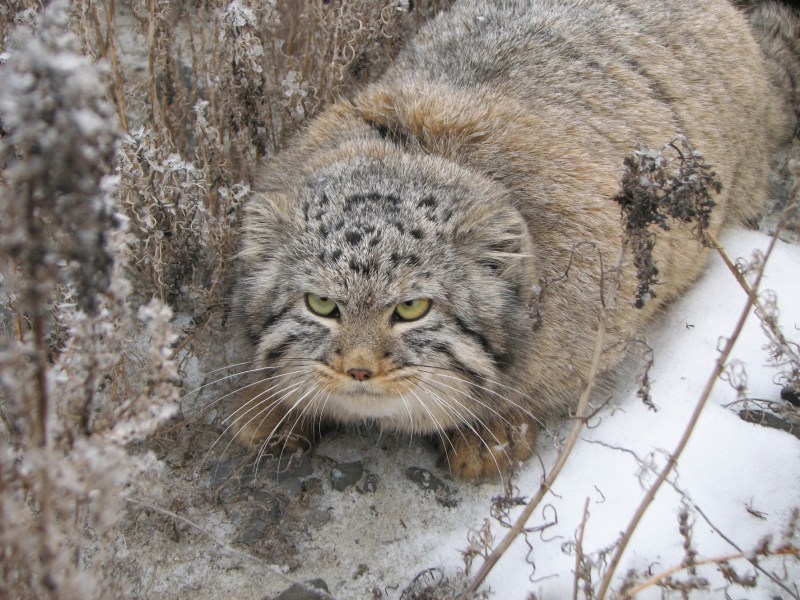Дикий Лесной кот Манул
