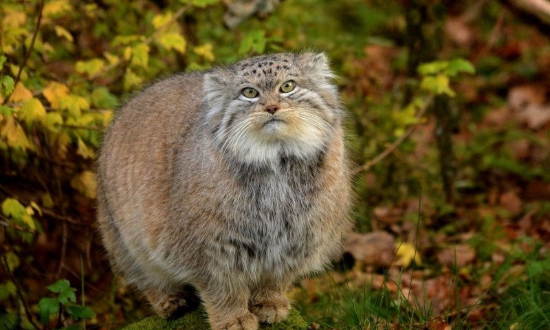 Манул (палласов кот)