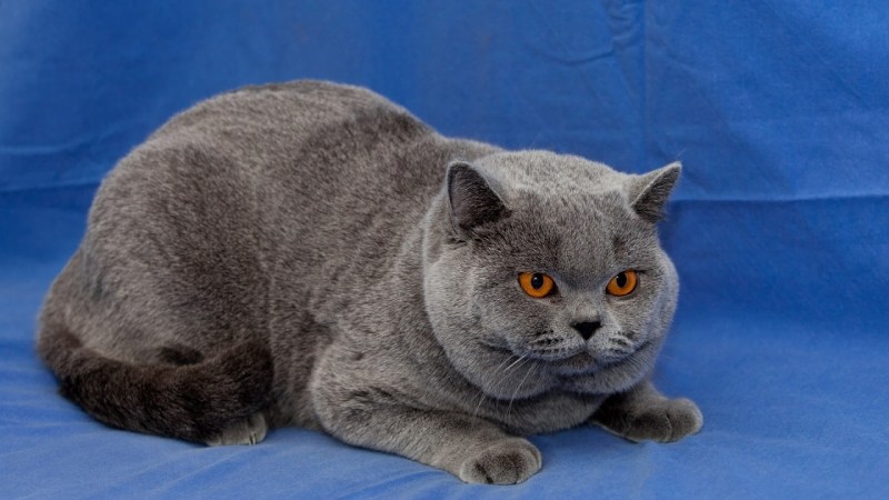 Британская голубая кошка