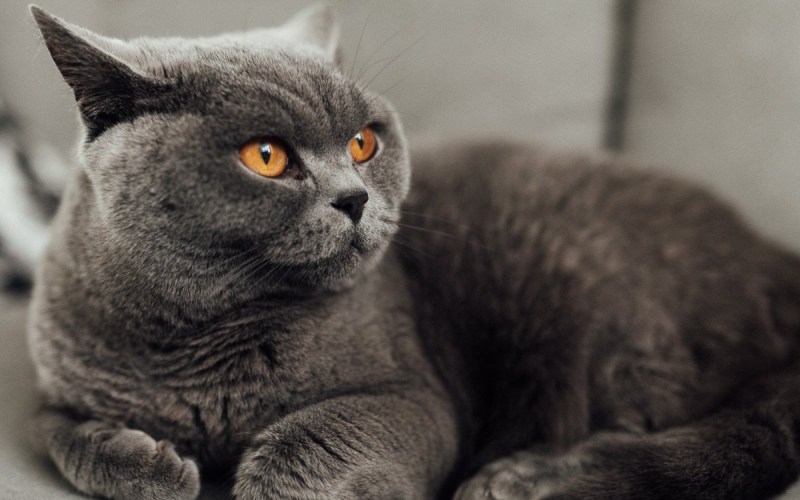 Британский короткошерстный кот серый