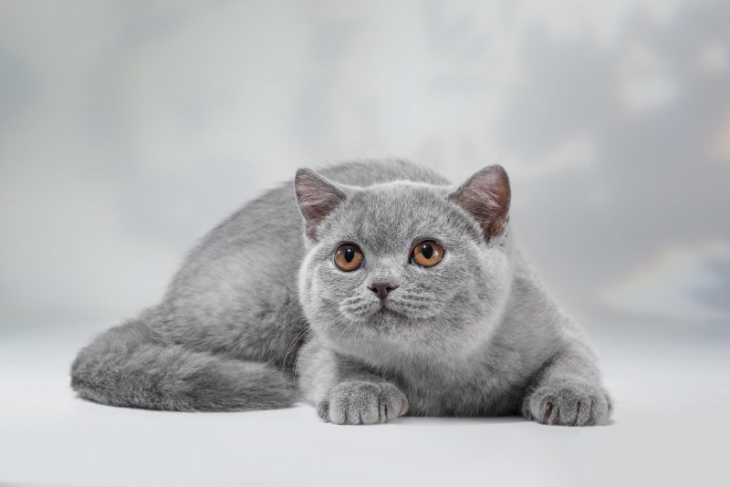 Британская кошка короткошерстная серая