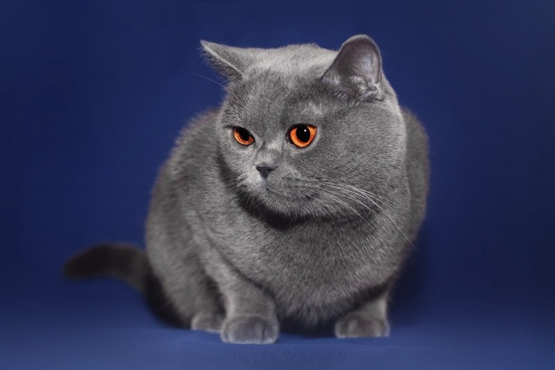 Кошки британской породы
