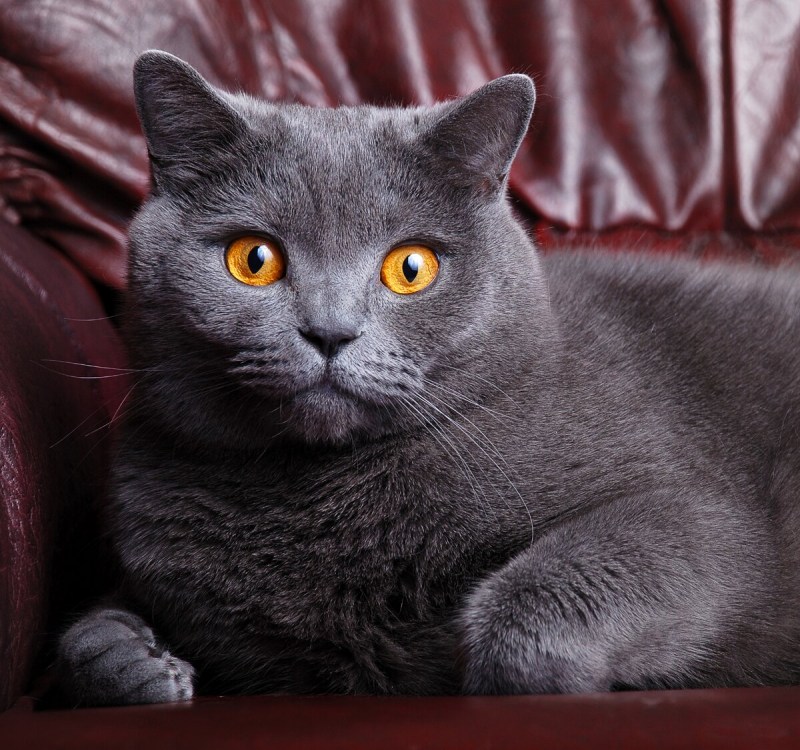 Британская короткошёрстная кошка