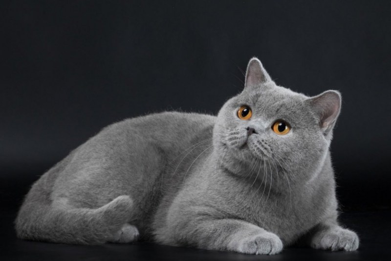 Британская кошка короткошерстная серая
