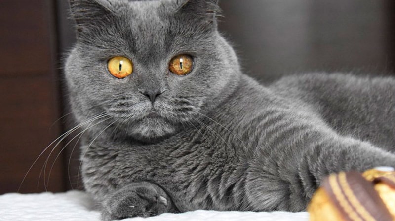 Британская короткошёрстная кошка