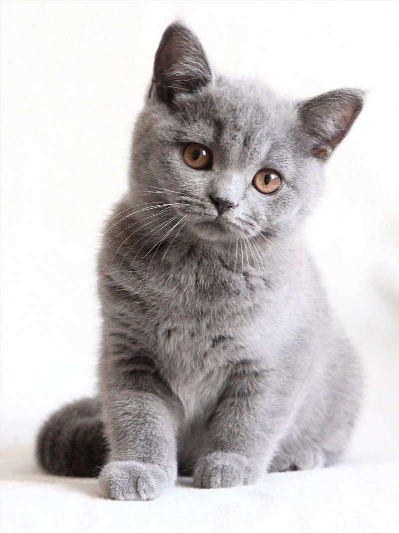 Кот породы британец