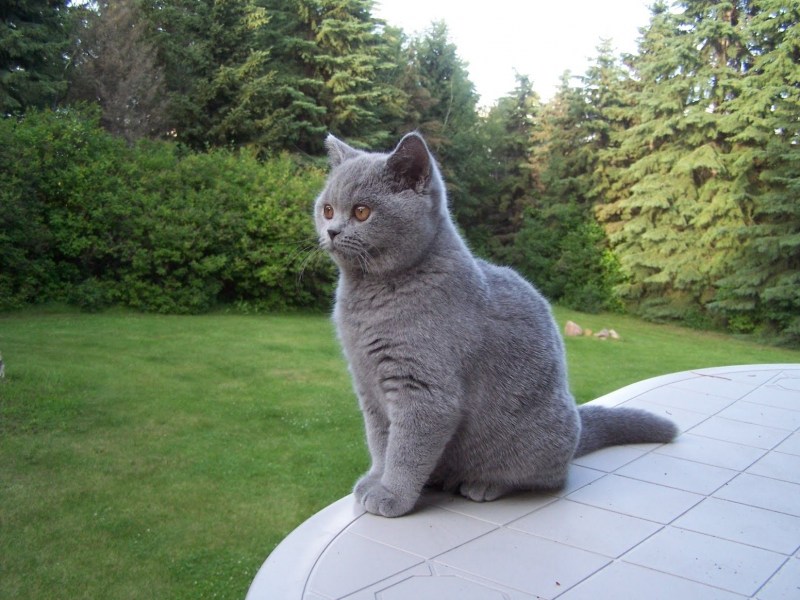 Английская короткошерстная кошка