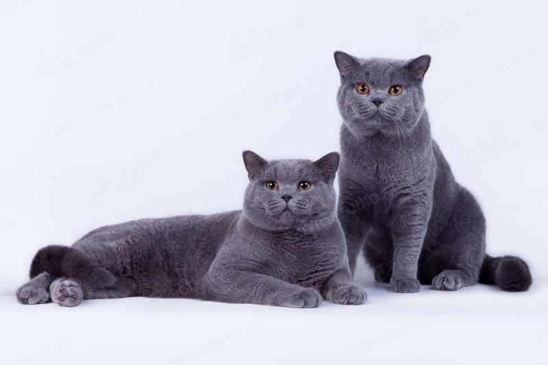 Британская кошка