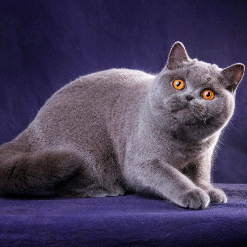 Кот британец