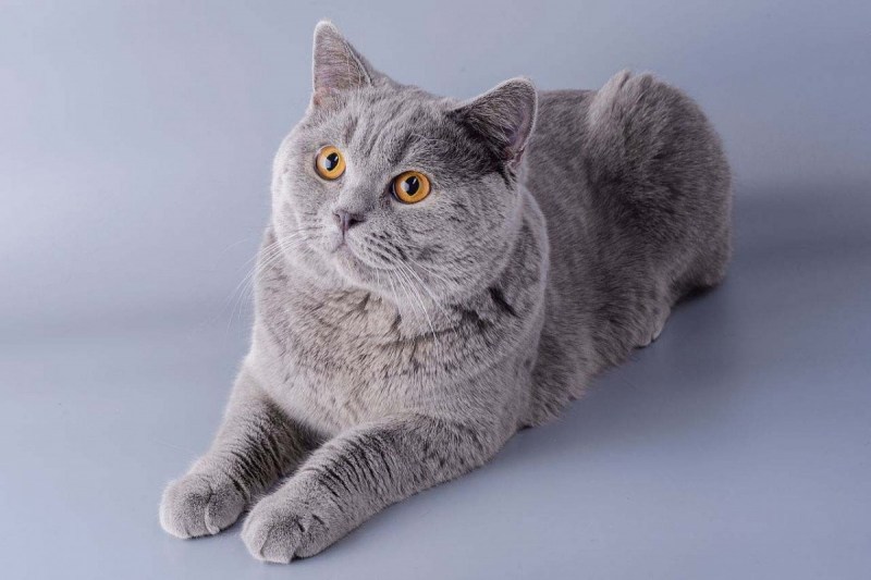 Британская короткошёрстная кошка шартрез