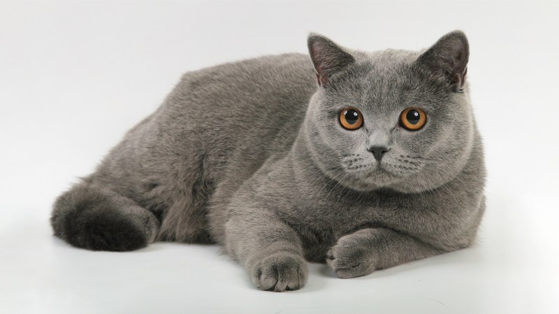 Британский короткошерстный кот