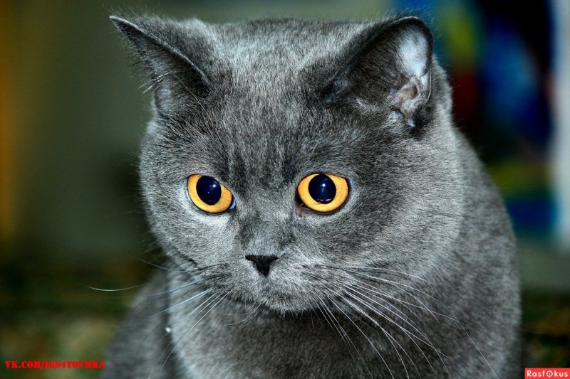 Картезианская кошка британец