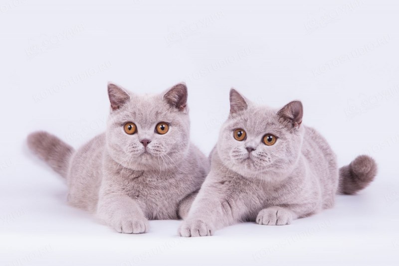 Британская короткошёрстная кошка котята