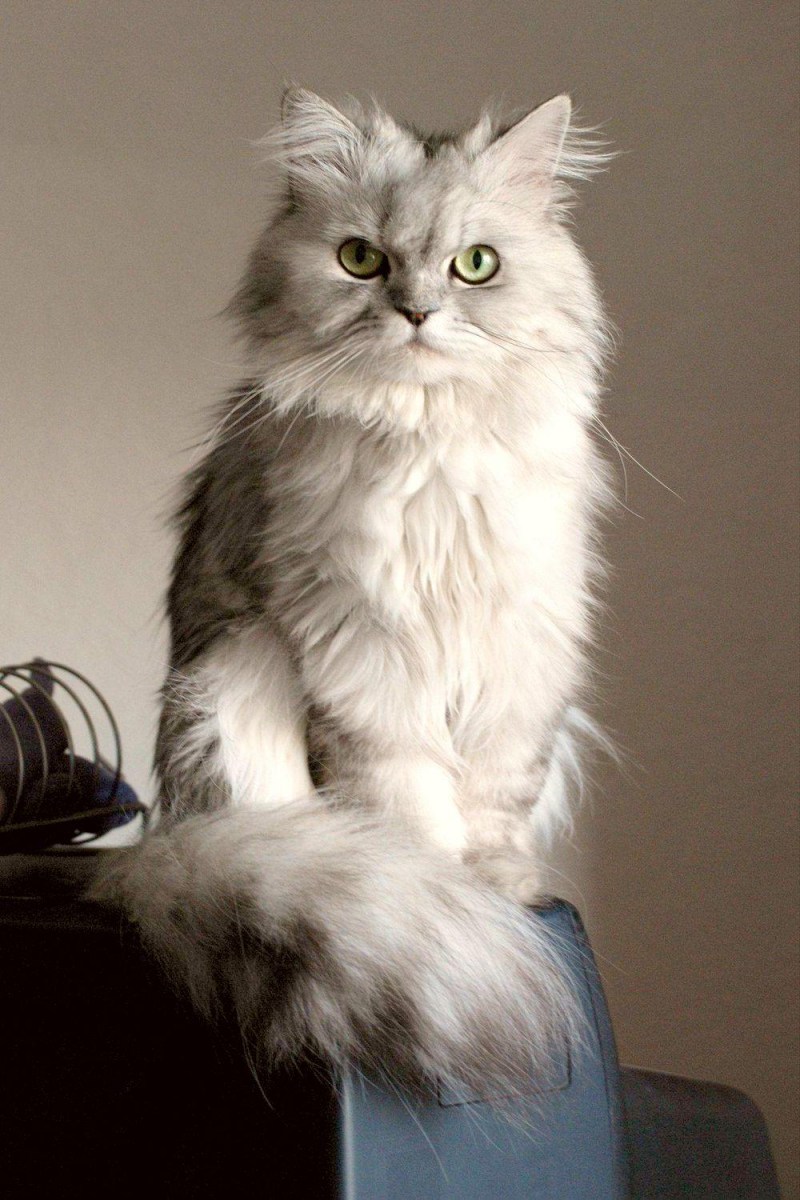 Персидская кошка