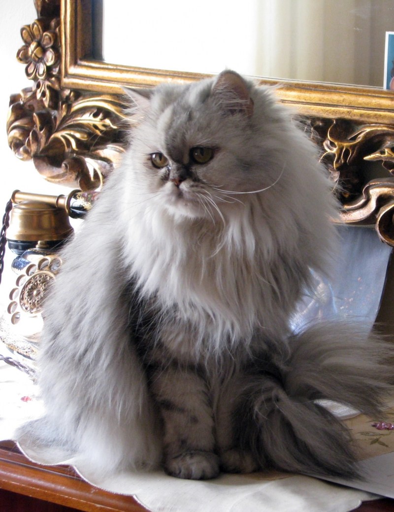 Полуперсидская шиншилла