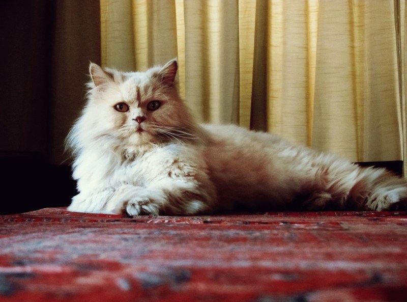 Персидская кошка пушистая