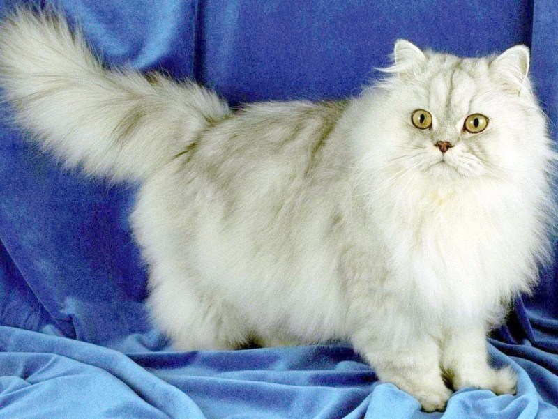 Сибирская шиншилла Персидская