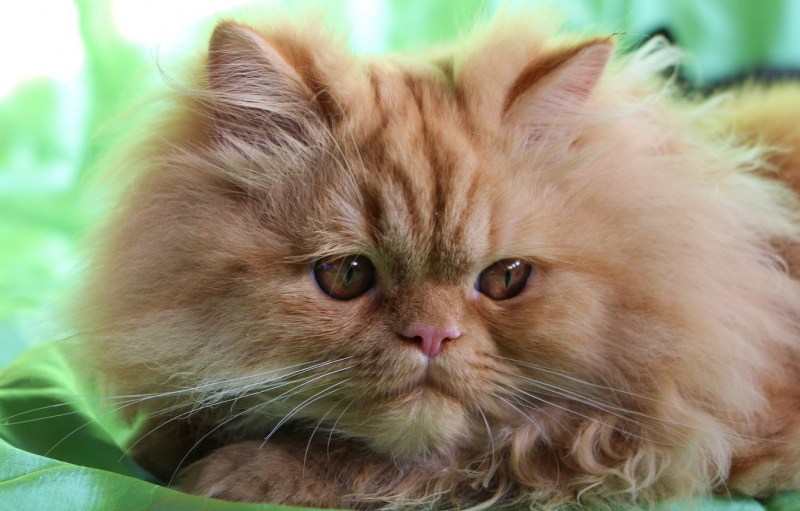 Метис Персидского кота рыжий
