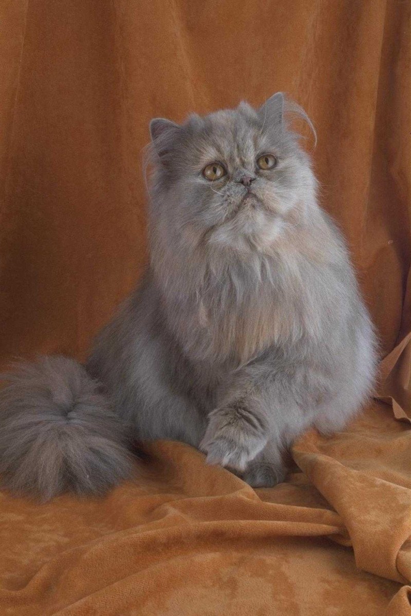 Черепаховая Персидская шиншилла