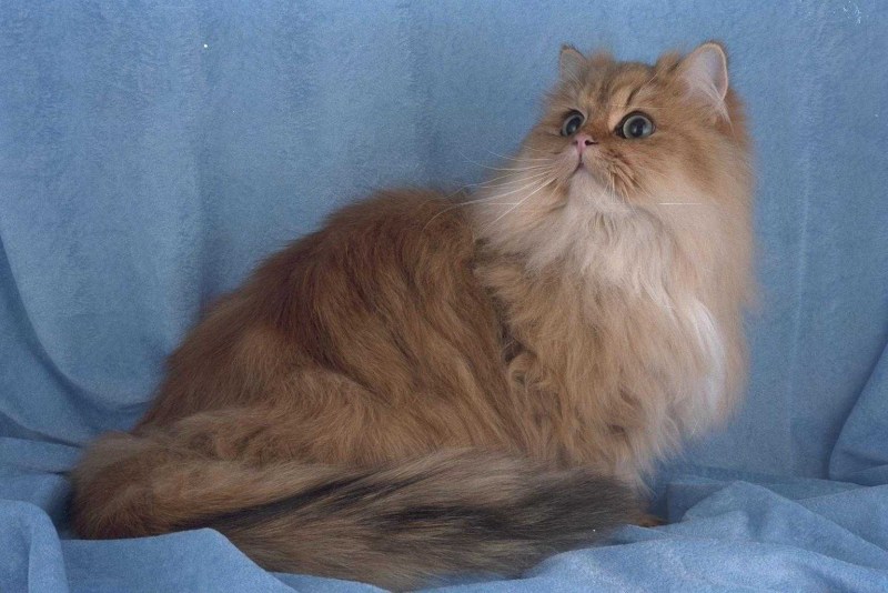 Персидская шиншилла золотистая