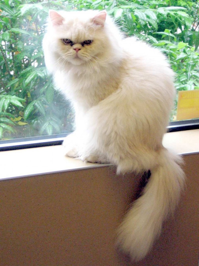 Белый персидский кот