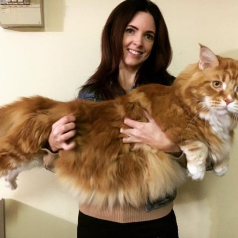 Коты гиганты Мейн куны