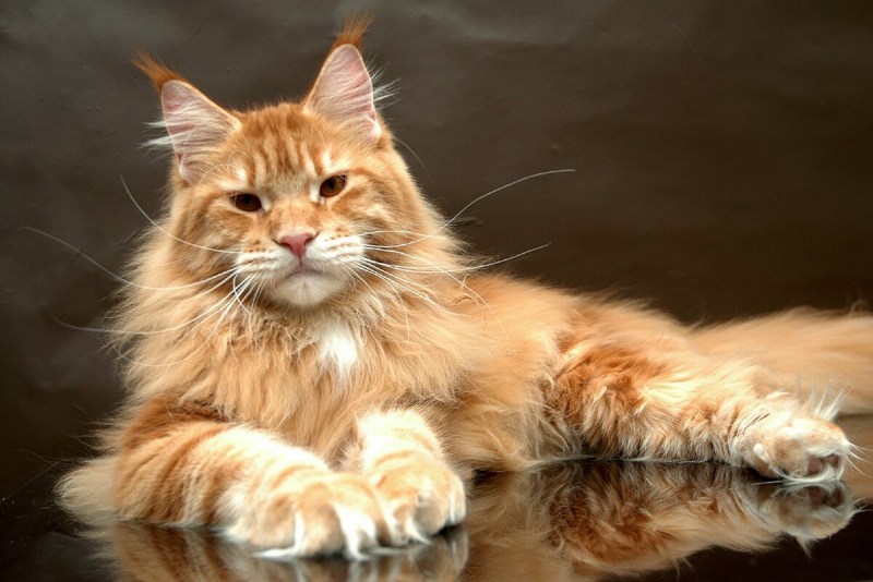 Крупные коты Мейн кун