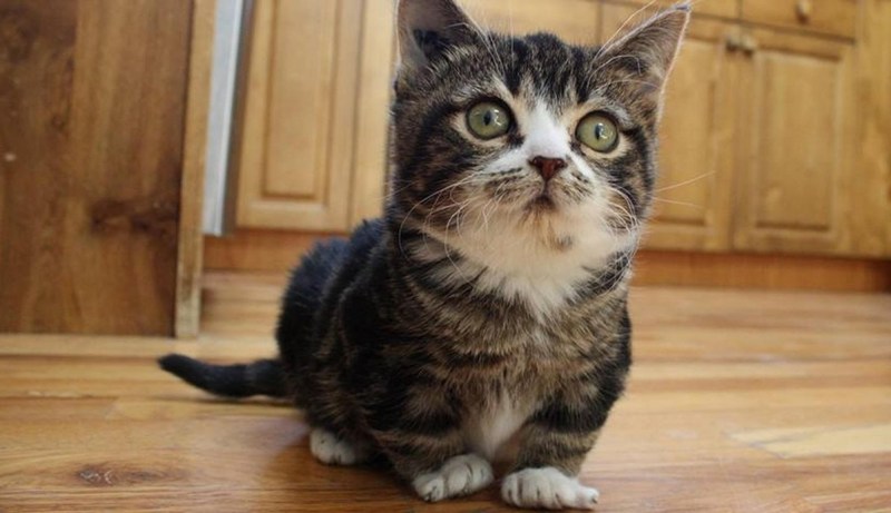 Коты карлики