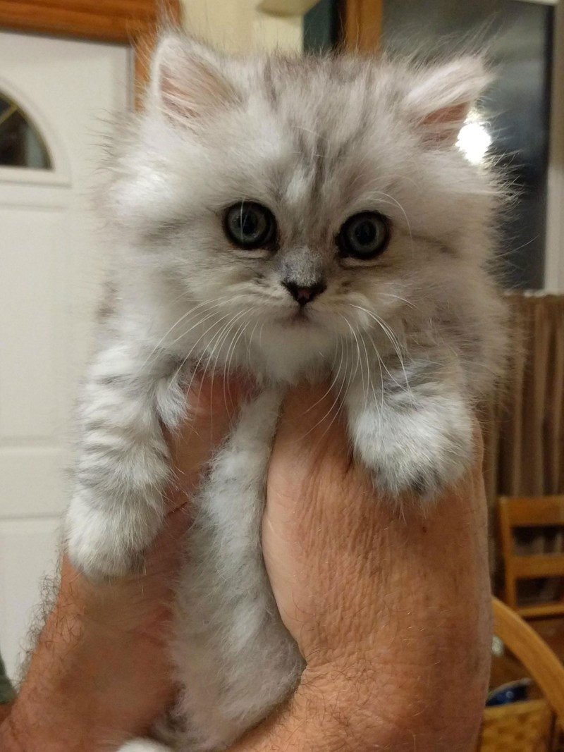Карликовые котята
