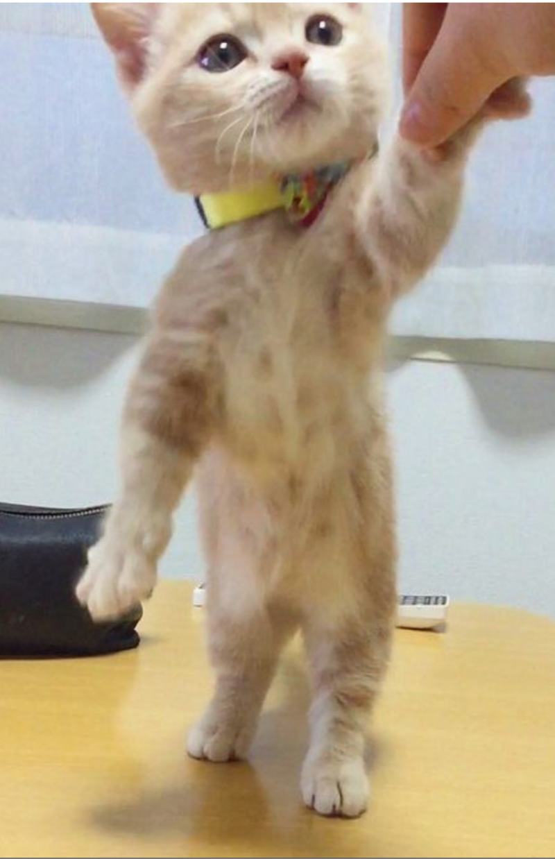Котенок лилипут