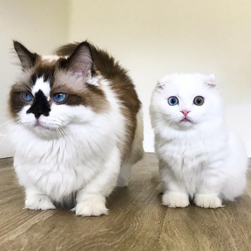 Коты Манчкин