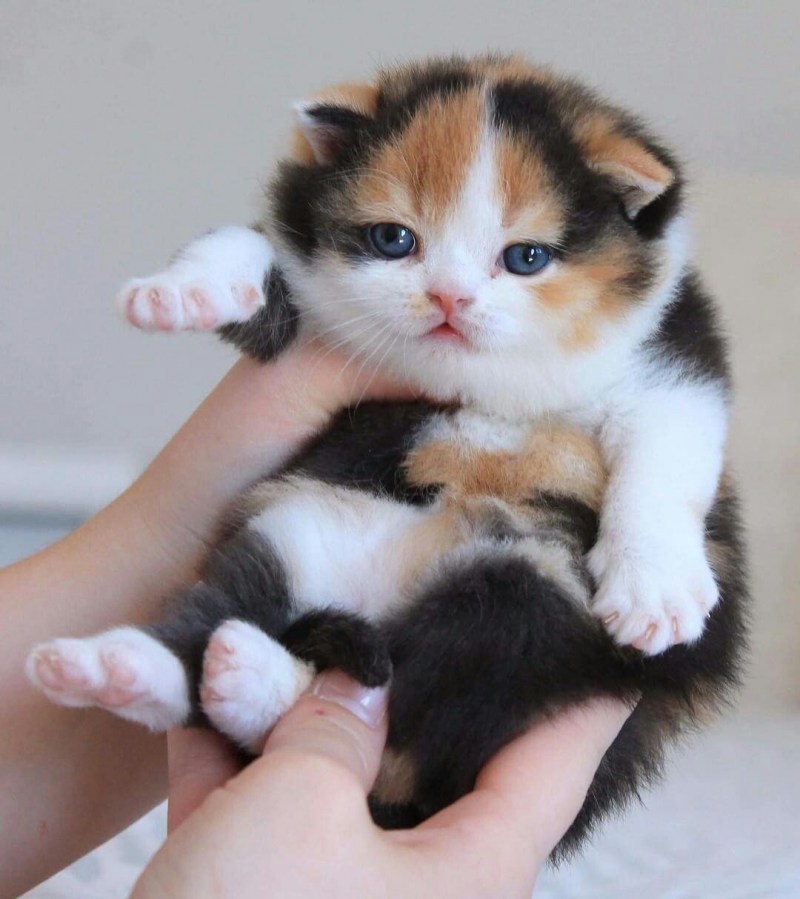 Карликовые котята
