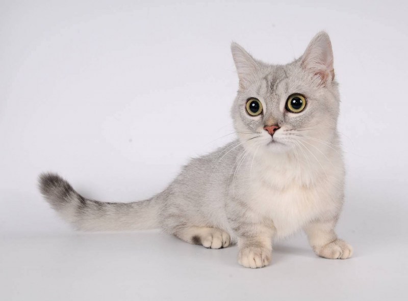 Манчкин кот серый