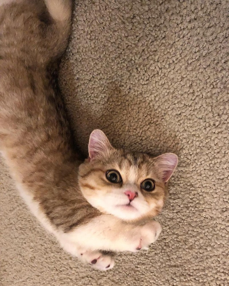 Манчкин кот