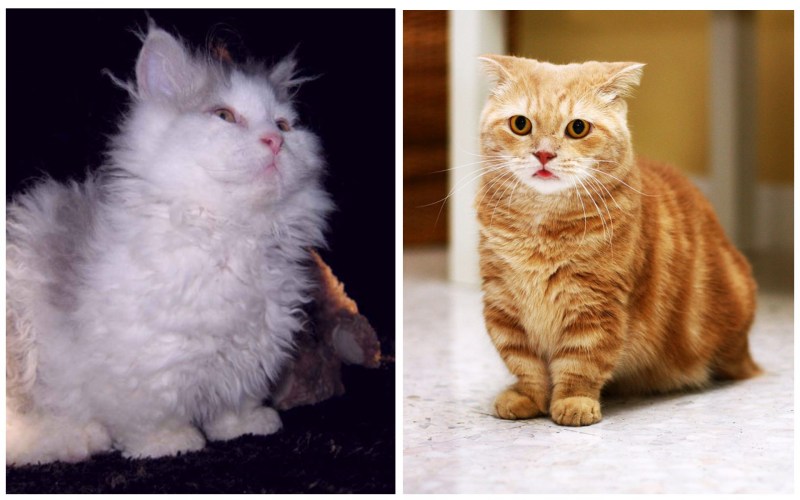 Карликовая кошка вес