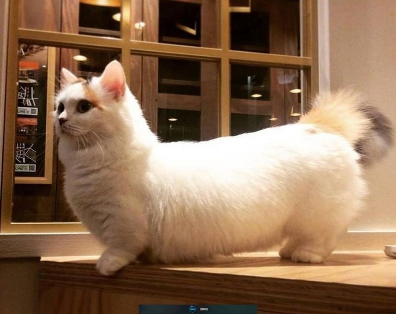 Сибирский Манчкин