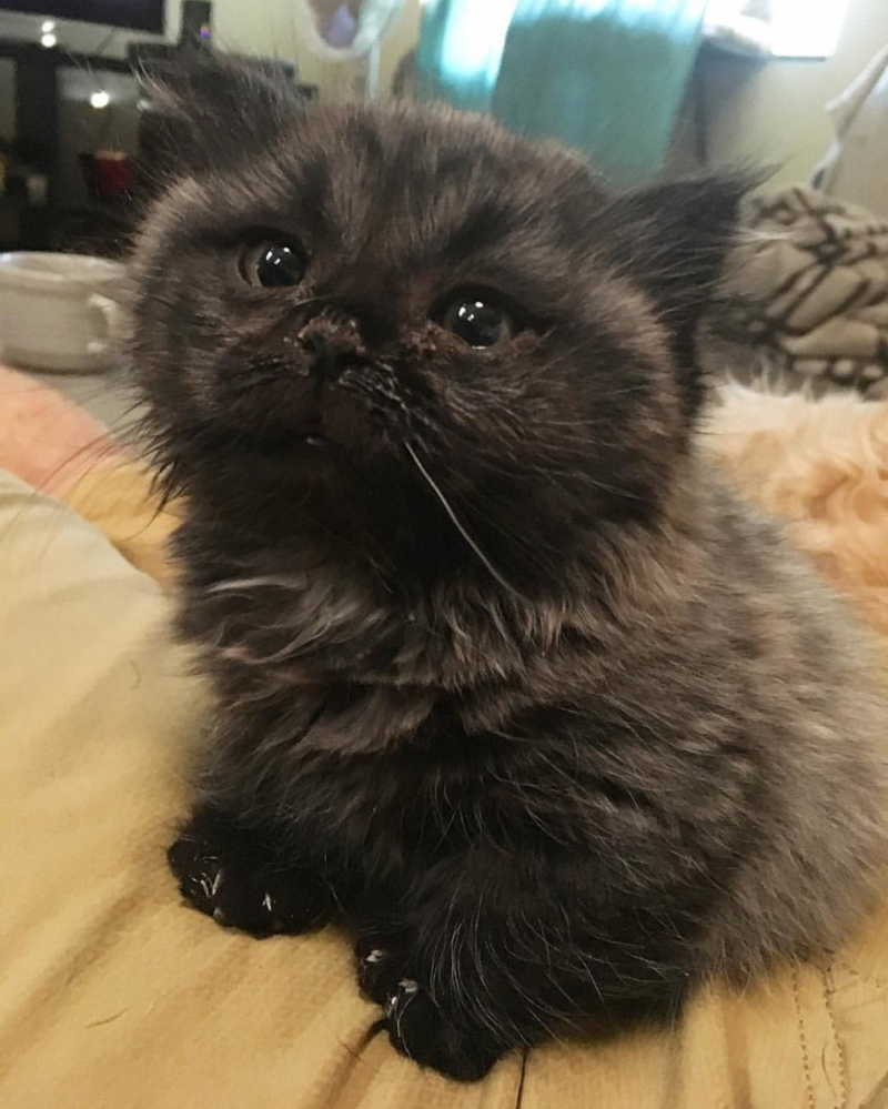 Котенок карлик