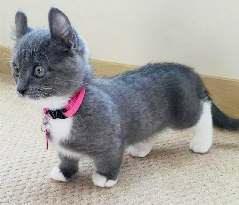 Японский Манчкин кошка