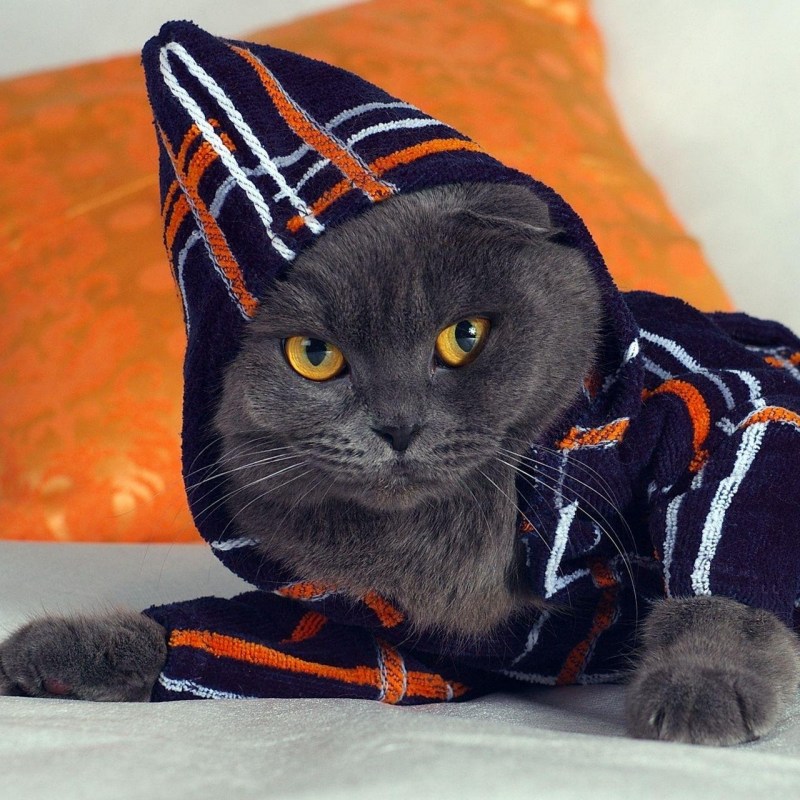 Вислоухий котик стиль одежды