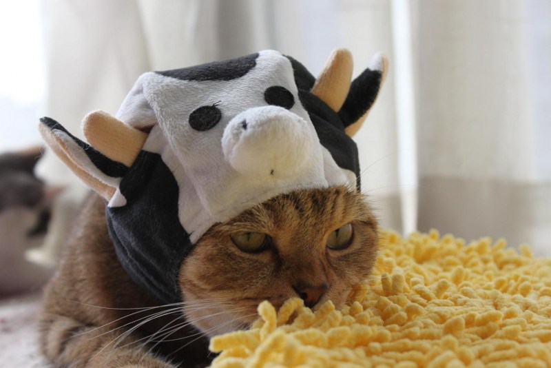 Костюм оленя для кота