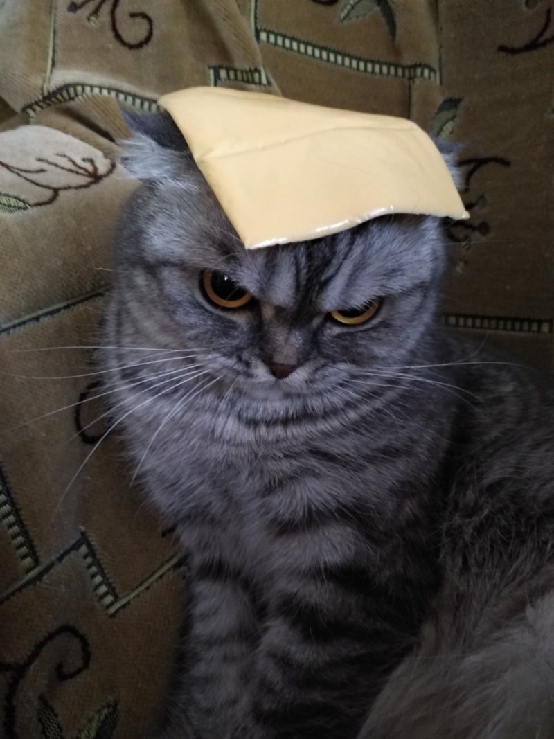 Кот и сыр