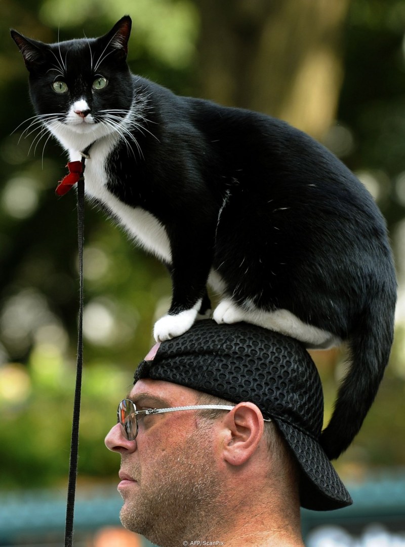 Кошка и хозяин