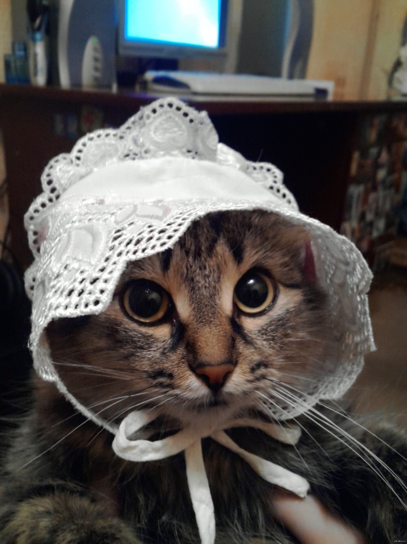 Кошка в чепчике