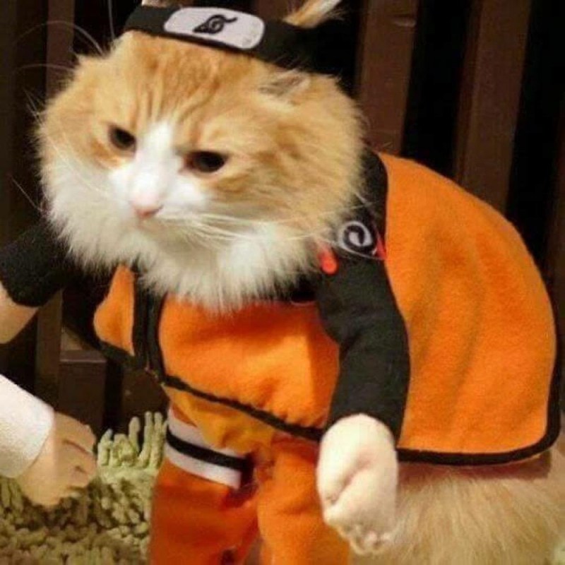 Кот в костюме ниндзя