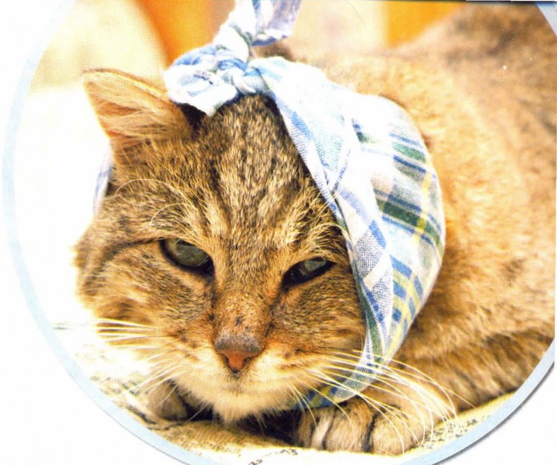 Повязка коту на ухо