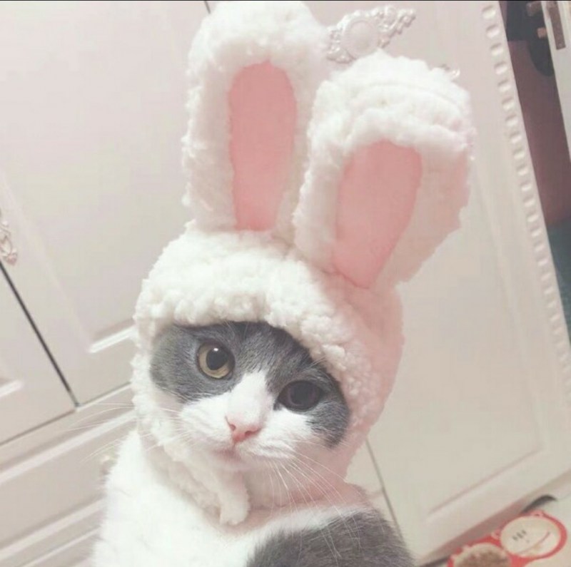 Кот с заячьими ушами