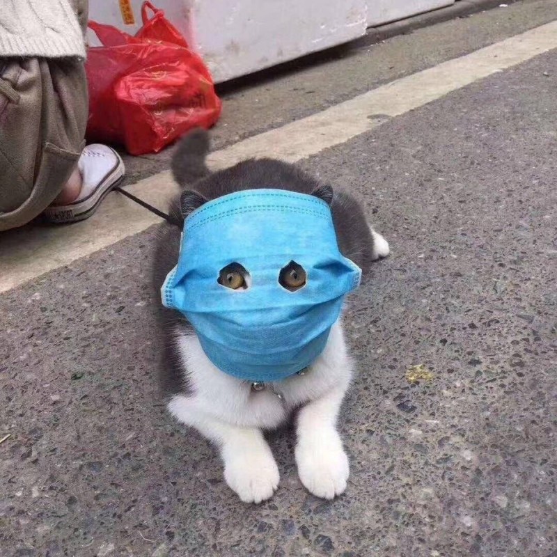 Маска кота
