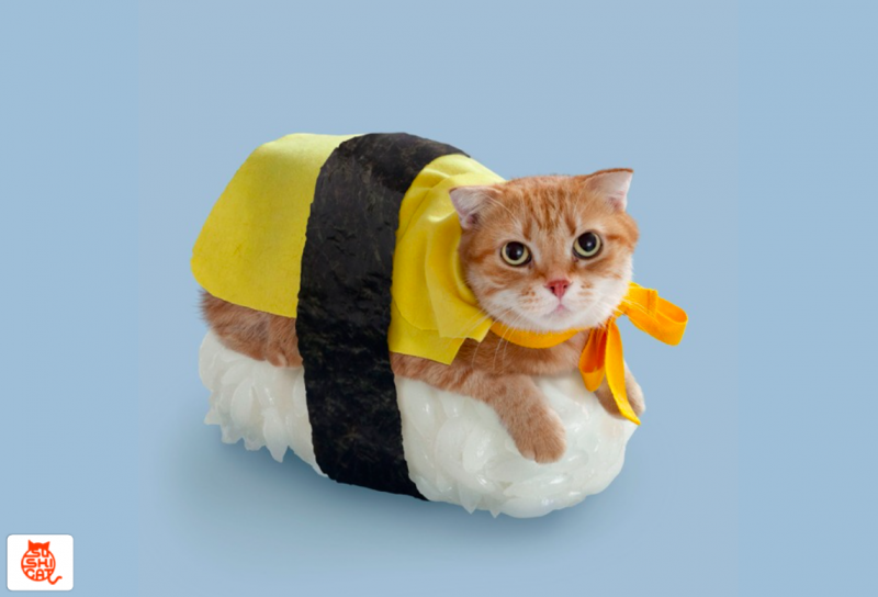 Кот в костюме суши