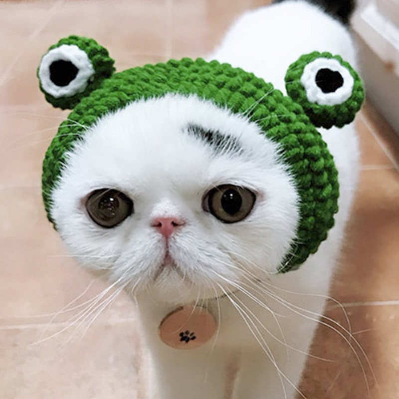 Кот с повязкой на голове