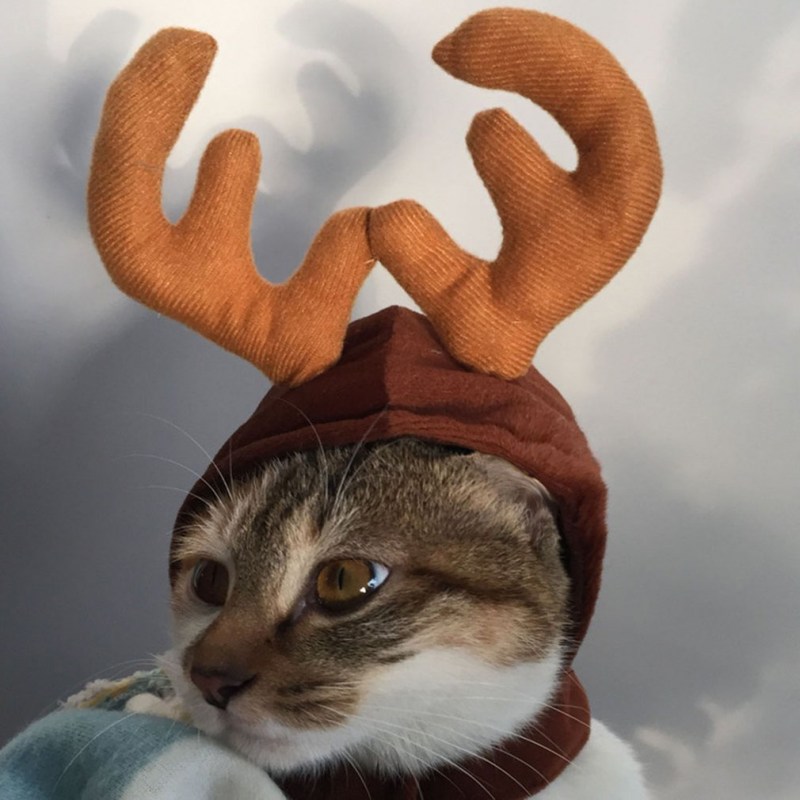 Шапочки для котиков